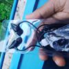 uiisii c100 price in bd